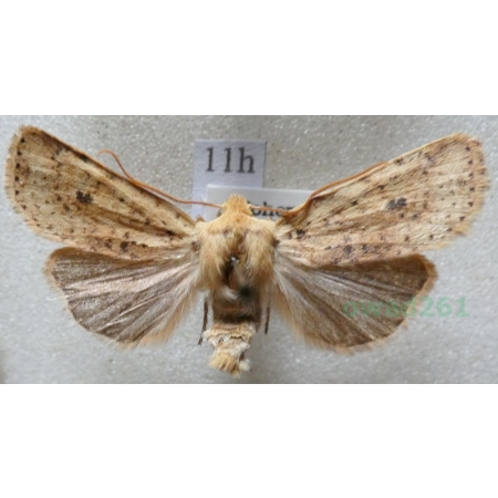 Conistra rubiginea (Denis & Schiffermüller, 1775) Porożnica rudnica Czech11h